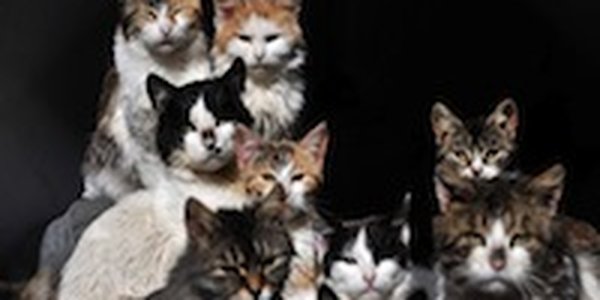 550 кошек стали причиной распада израильской семьи 