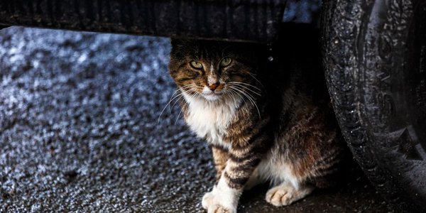 Завтра дожди в Приморье прекратятся, но похолодает