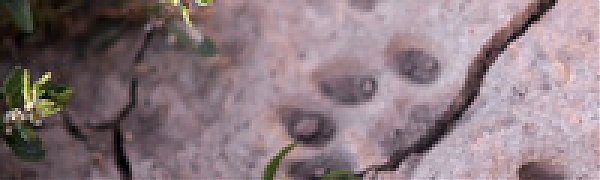 Условия жизни на Земле ухудшатся