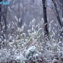 В выходные дни во Владивостоке ожидается дождь со снегом