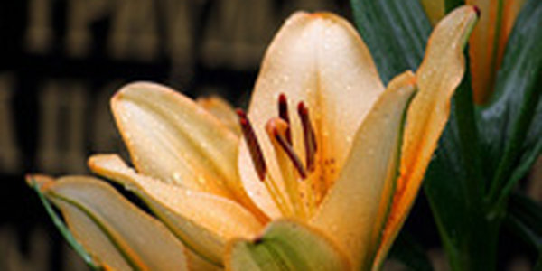 Во Владивостоке в выходные солнца можно не ждать