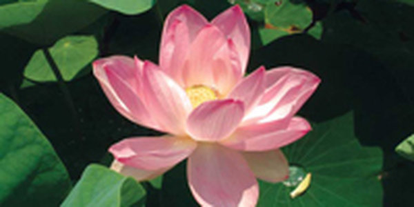 На цветение лотосов в Яковлевку поедет всё Приморье