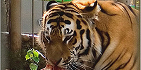 В Приморье снова погиб тигр