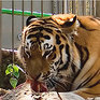 В Приморье снова погиб тигр