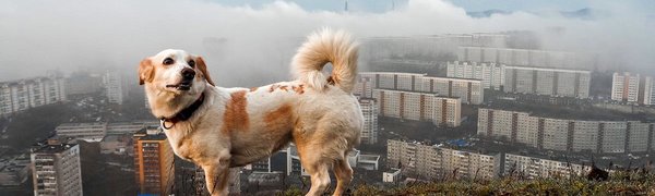 Собаки могут перенимать у хозяев плохое настроение