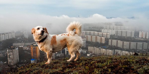 Собаки могут перенимать у хозяев плохое настроение