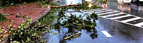 Ураган повалил деревья и оборвал провода в Южно-Сахалинске