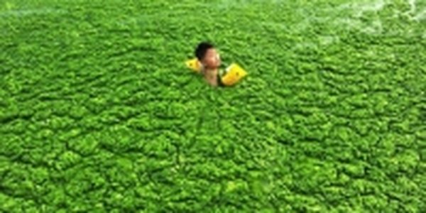 Китайский город Циндао атаковали водоросли