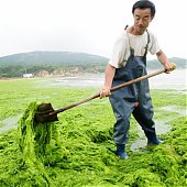 Китайский город Циндао атаковали водоросли