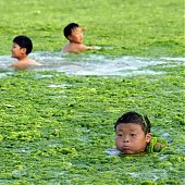 Китайский город Циндао атаковали водоросли