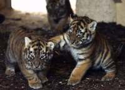 В Санкт-Петербурге приняли декларацию по сохранению тигров