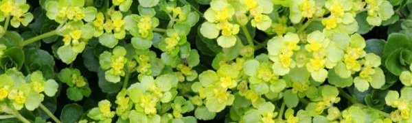 В заповеднике «Земля леопарда» обнаружены уникальные для России растения