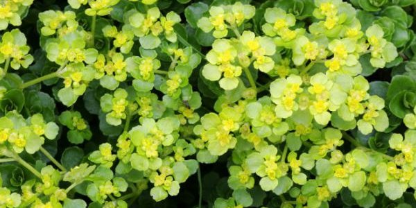 В заповеднике «Земля леопарда» обнаружены уникальные для России растения