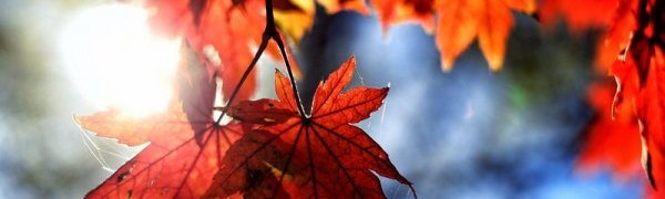 На этой неделе в Приморье вернется дневное тепло до +20 °C