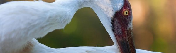 В Якутии появится национальный парк для защиты стерхов