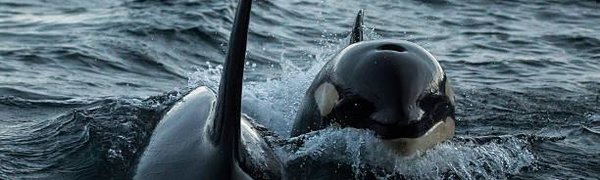 Из «китовой тюрьмы» в Приморье выпустили первых косаток и белух