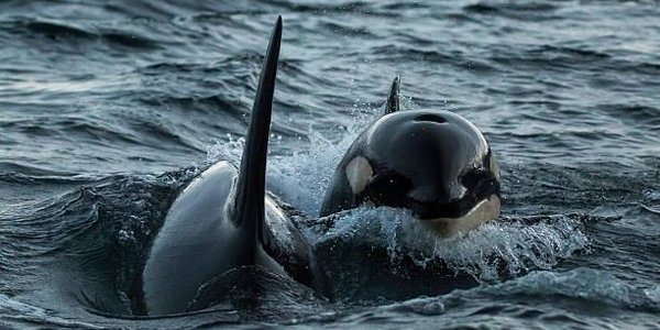 Из «китовой тюрьмы» в Приморье выпустили первых косаток и белух