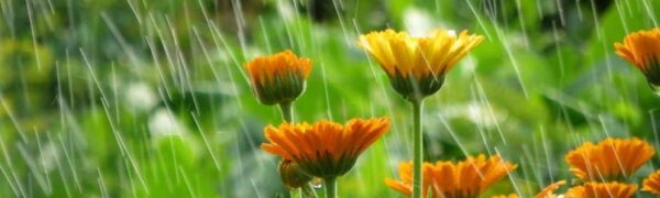 Циклон, смещающийся над Японским морем, влиял на погоду в Приморье в среду