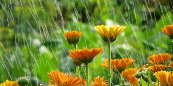 Циклон, смещающийся над Японским морем, влиял на погоду в Приморье в среду