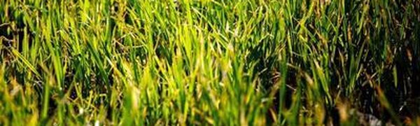 Дожди немного улучшат пожароопасную обстановку в Приморье