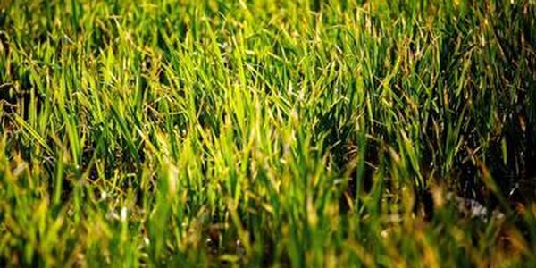 Дожди немного улучшат пожароопасную обстановку в Приморье