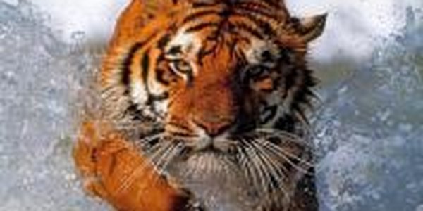 Саммит переехал, тигры остались