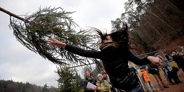 В Германии прошёл чемпионат по метанию елей (ВИДЕО)