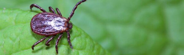 Клещи-гибриды найдены в Сибири