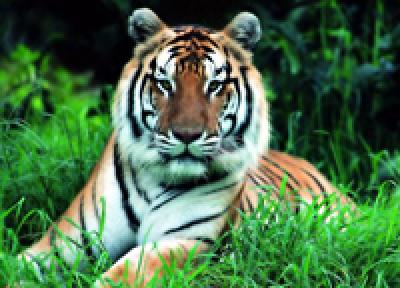 Тигров Приморья пересчитали иностранные ученые