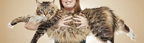 В Британии нашли самую длинную на планете кошку