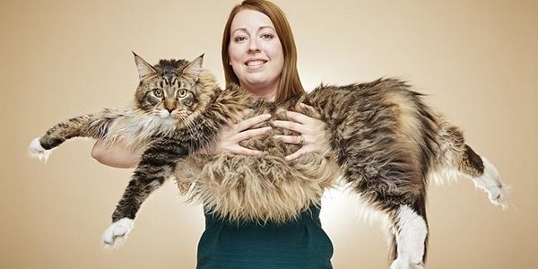 В Британии нашли самую длинную на планете кошку