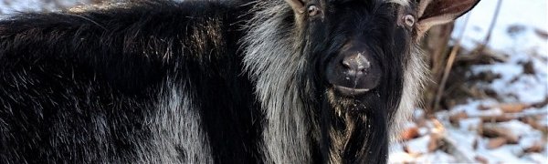 Вместо невесты козёл Тимур выбрал тигра Амура (ВИДЕО)