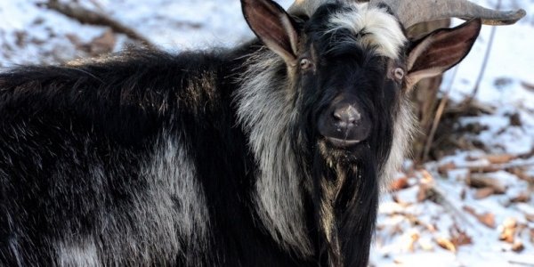 Вместо невесты козёл Тимур выбрал тигра Амура (ВИДЕО)