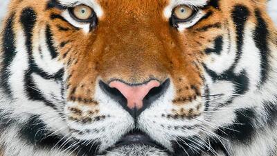 Численность редких амурских тигров в России растет
