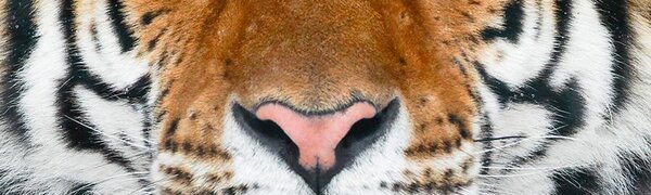 Численность редких амурских тигров в России растет