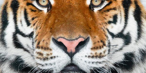 Численность редких амурских тигров в России растет