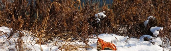 В Приморье почти полностью сошёл снег