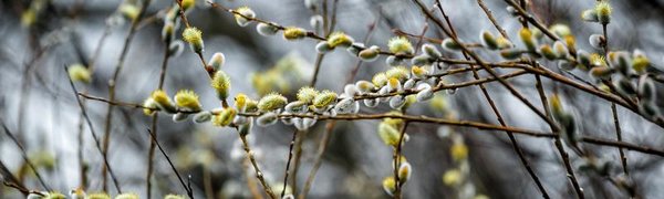 На следующей неделе в Приморье пройдут лишь небольшие осадки