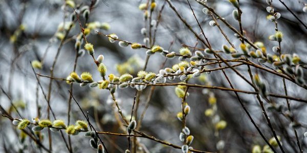 На следующей неделе в Приморье пройдут лишь небольшие осадки