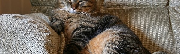 В Думе предложили штрафовать за лишение котов еды