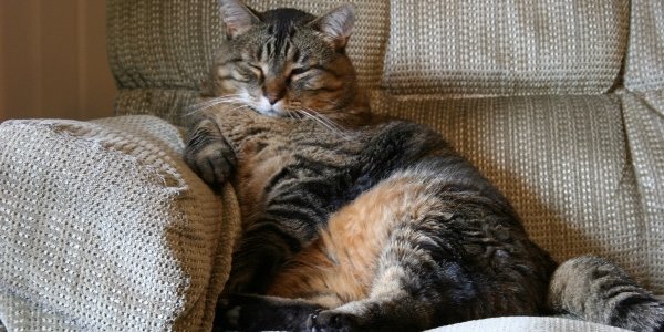 В Думе предложили штрафовать за лишение котов еды