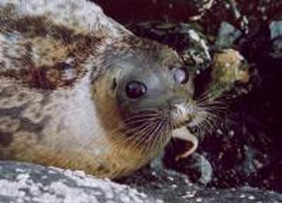 Сотни пятнистых тюленей появились в акватории Владивостока