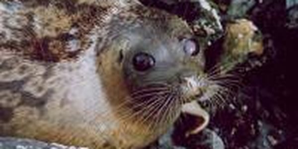 Сотни пятнистых тюленей появились в акватории Владивостока