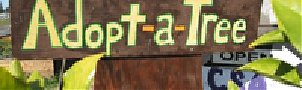 Жителям Камчатки предложили «усыновить» деревья