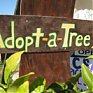 Жителям Камчатки предложили «усыновить» деревья