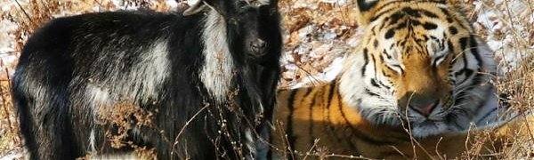 Тимур и Амур станут героями мюзикла