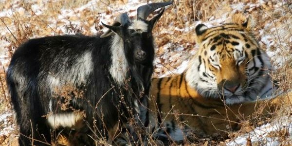 Тимур и Амур станут героями мюзикла