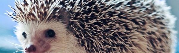 В Японии открылось кафе с ёжиками