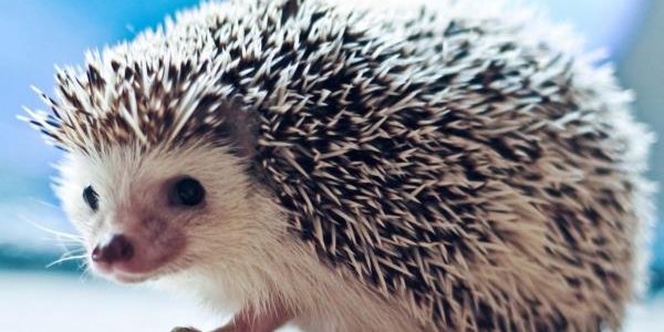 В Японии открылось кафе с ёжиками