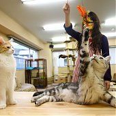 «Cat cafe» — как японцы совмещают кофе и кошек (ФОТО)